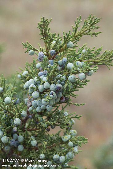 Juniperus scopulorum