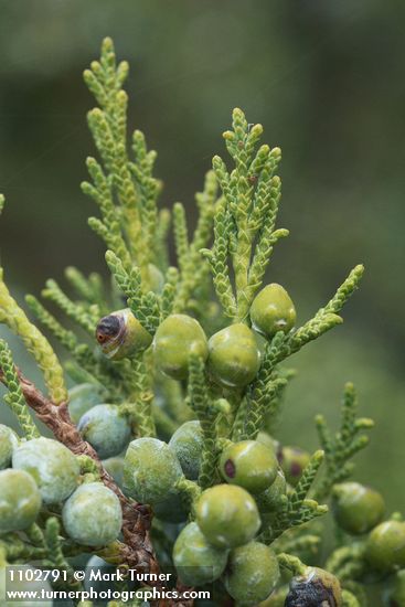 Juniperus scopulorum