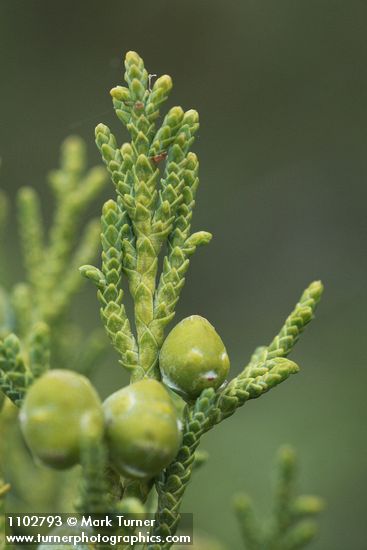 Juniperus scopulorum