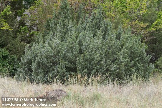 Juniperus scopulorum