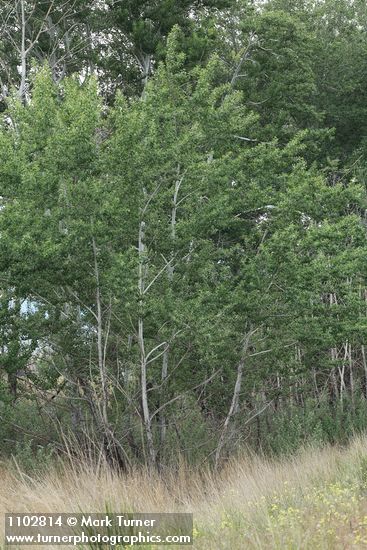 Populus alba