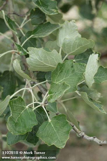 Populus alba