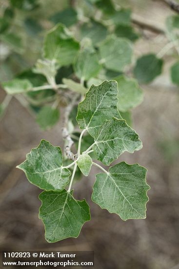 Populus alba