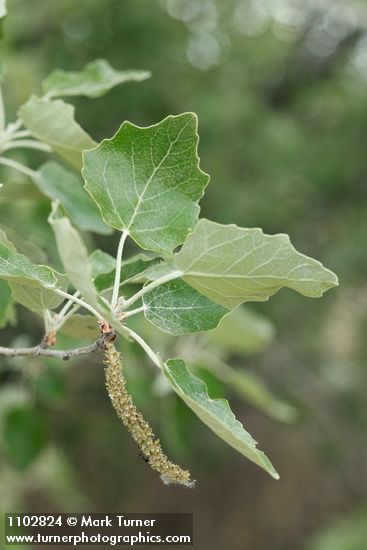 Populus alba