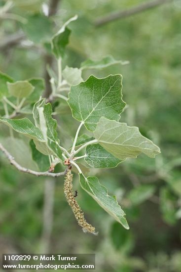 Populus alba