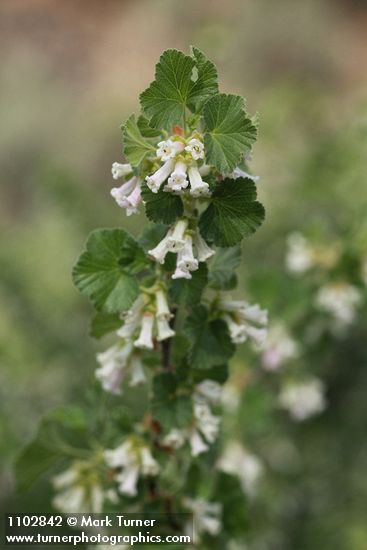 Ribes cereum