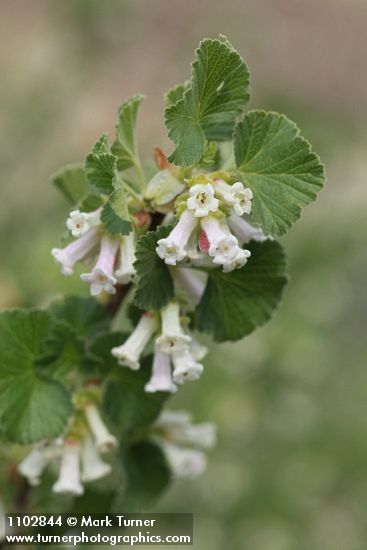 Ribes cereum