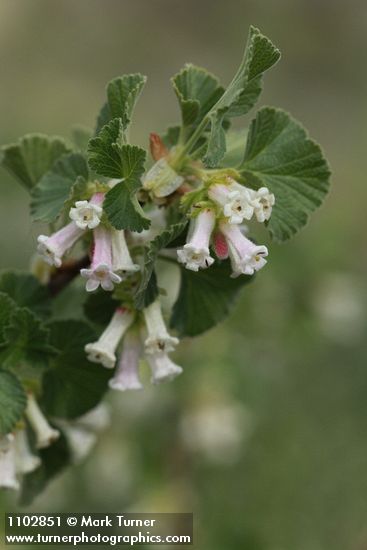 Ribes cereum