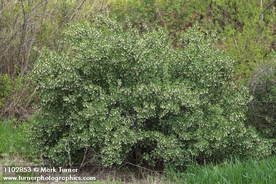 Ribes cereum