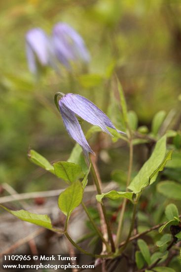 Clematis occidentalis