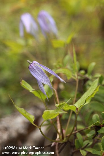 Clematis occidentalis