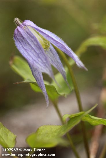 Clematis occidentalis