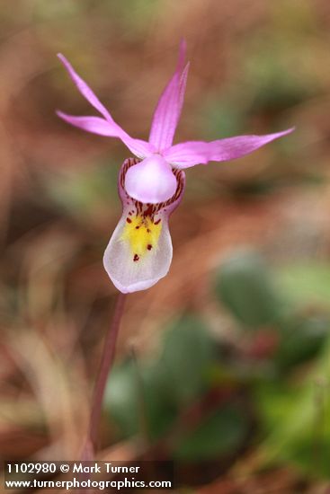 Calypso bulbosa