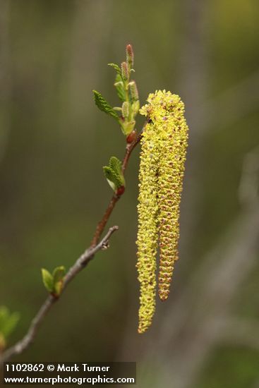 Alnus incana ssp. tenuifolia