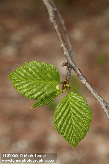 Alnus incana ssp. tenuifolia