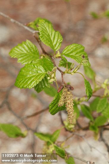 Alnus incana ssp. tenuifolia