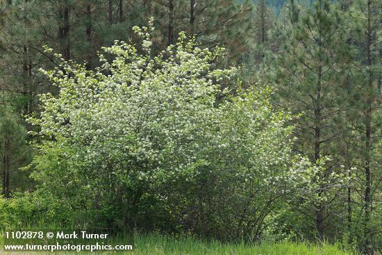 Crataegus douglasii