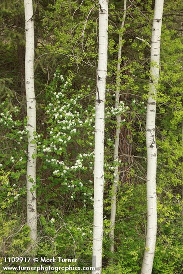 Amelanchier alnifolia; Populus tremuloides