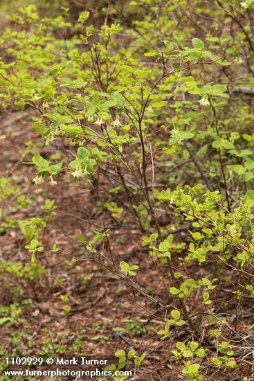 Lonicera utahensis