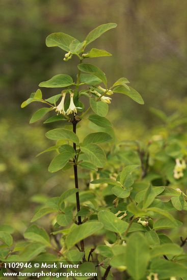 Lonicera utahensis