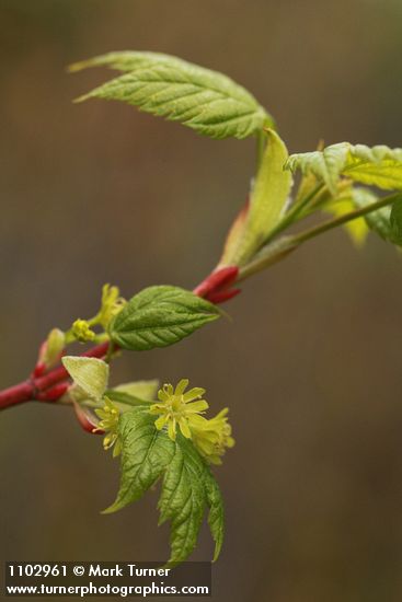 Acer glabrum var. douglasii