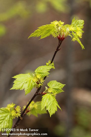 Acer glabrum var. douglasii