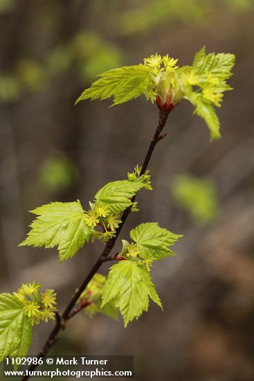 Acer glabrum var. douglasii