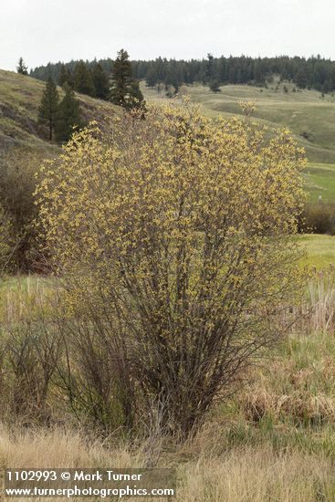 Salix bebbiana