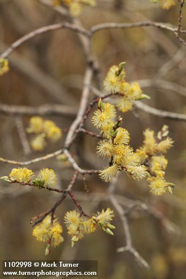 Salix bebbiana