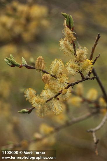 Salix bebbiana