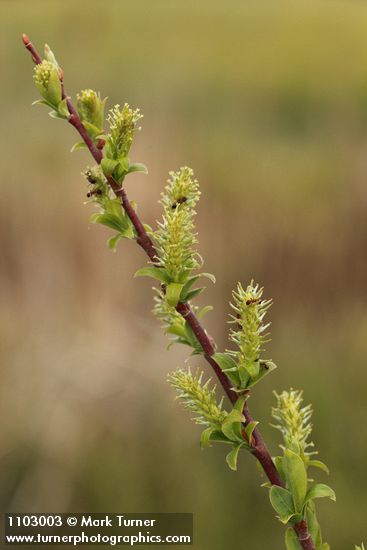 Salix bebbiana