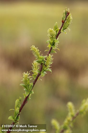 Salix bebbiana