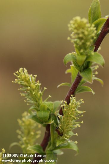 Salix bebbiana