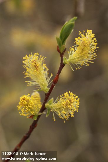 Salix bebbiana