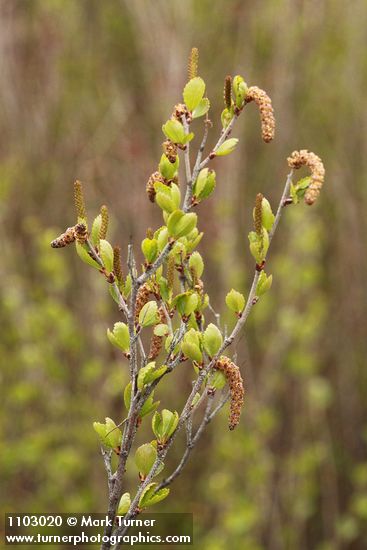 Betula glandulosa