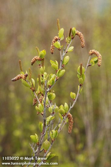 Betula glandulosa