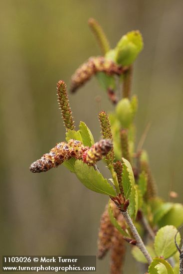 Betula glandulosa