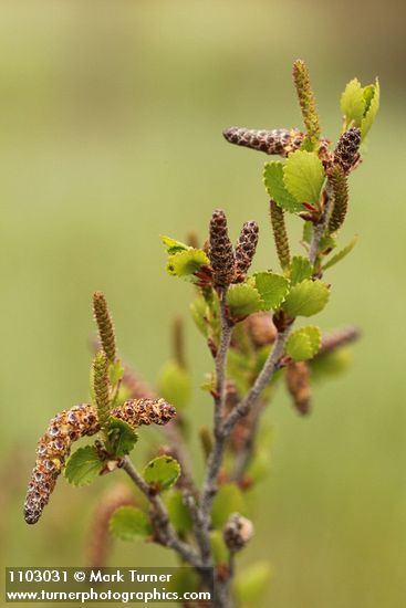 Betula glandulosa