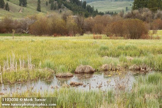 Salix bebbiana; Carex spp.