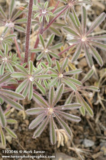 Lupinus subvexus var. subvexus (L. microcarpus)