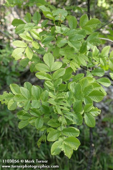 Fraxinus latifolia