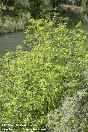 Fraxinus latifolia