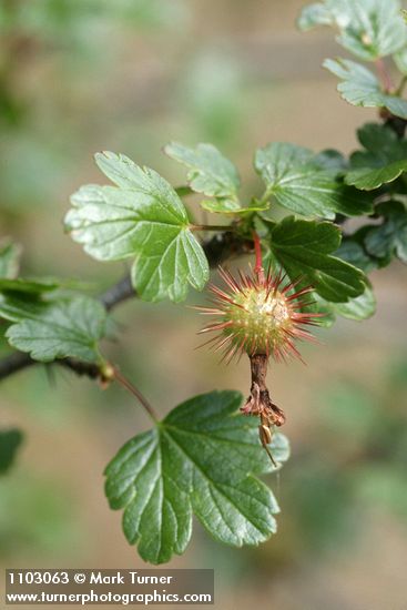 Ribes roezlii