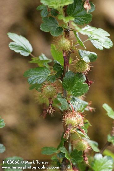 Ribes roezlii