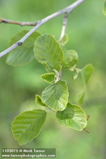 Alnus rhombifolia