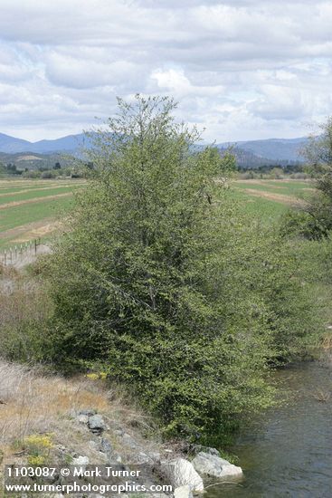 Alnus rhombifolia