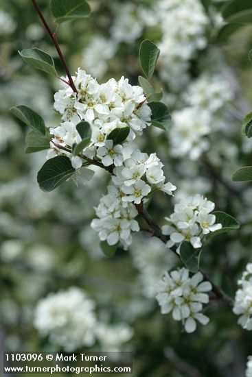 Amelanchier utahensis