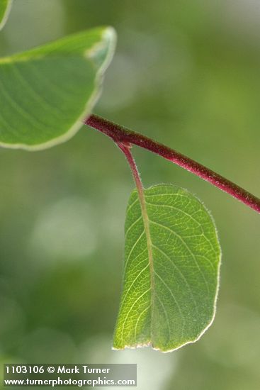 Amelanchier utahensis