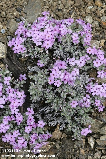 Phlox caespitosa