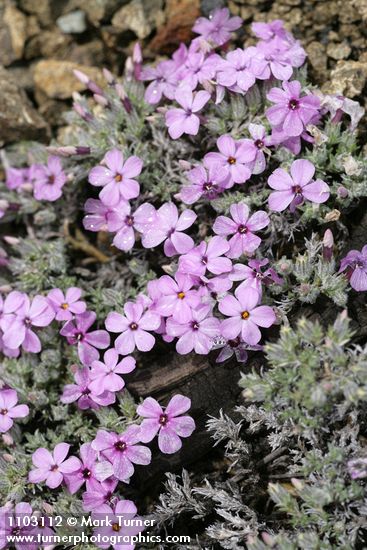 Phlox caespitosa